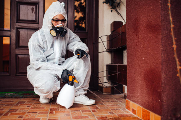 Attic and Crawl Space Rodent Treatment in East Valley