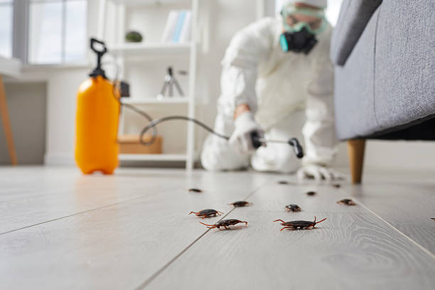 Commercial Rodent Management in East Valley